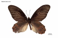 藏品(曙鳳蝶)的圖片